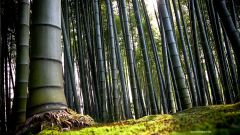 Tapeta Nature Bamboo trees 009.jpg